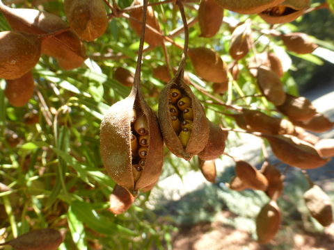 صورة شجرة الزجاجة