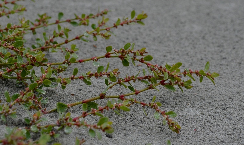 Image of Fowler's Knotweed