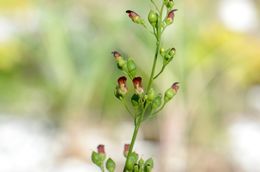 Scrophularia oregana Pennell resmi