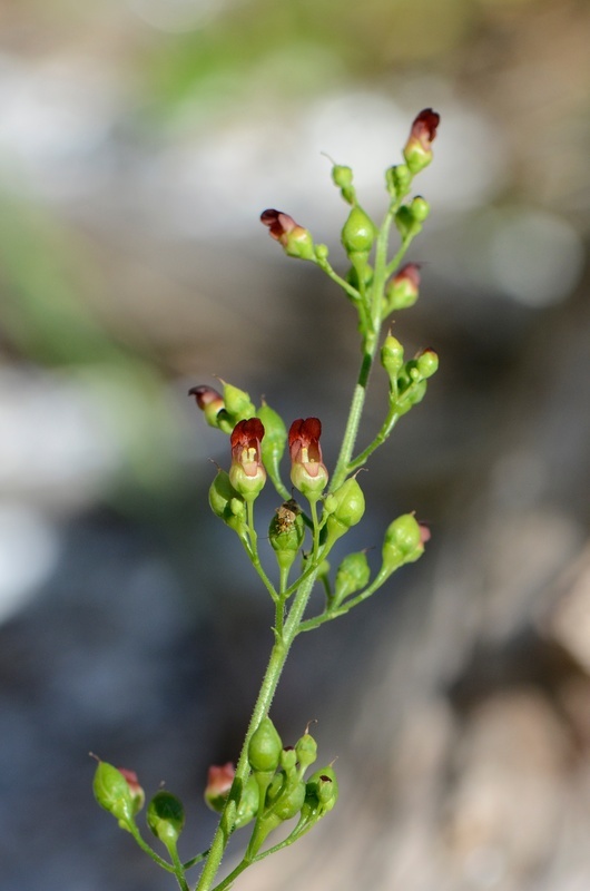 Scrophularia oregana Pennell resmi