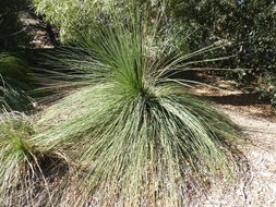 Sivun Xanthorrhoea preissii Endl. kuva