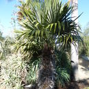 <i>Trithrinax acanthocoma</i> resmi