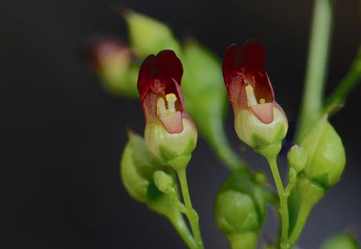 Scrophularia oregana Pennell resmi