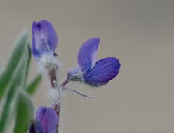 Image of Yukon lupine