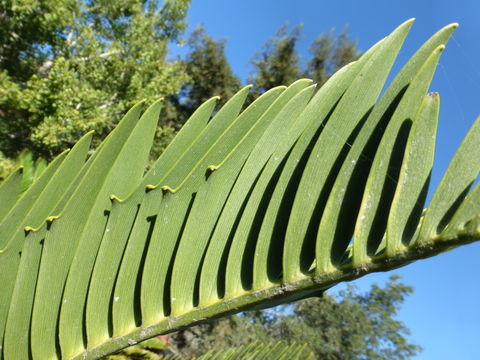 Image of Suurberg Cycad