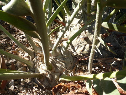 Image of Suurberg Cycad