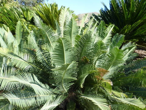 Image of Chestnut Dioon