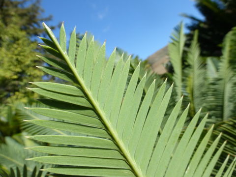 Image of Chestnut Dioon