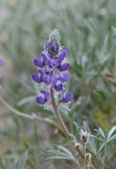 Image of Yukon lupine