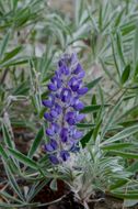 Image of Yukon lupine