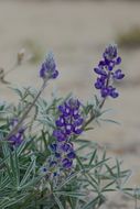 Image of Yukon lupine