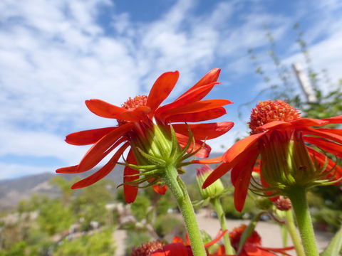 Image of <i>Senecio confusus</i>