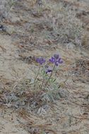 Image of Yukon lupine