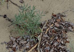 Image of Yukon lupine