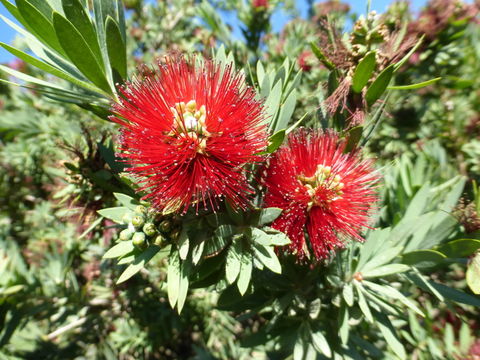 صورة Callistemon viminalis (Sol. ex Gaertn.) G. Don