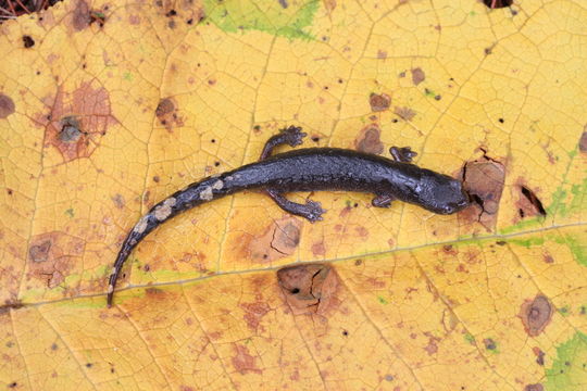 Image of Chunky False Brook Salamander