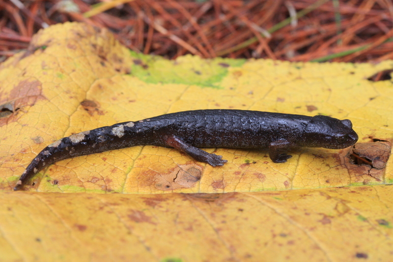 Image of Chunky False Brook Salamander