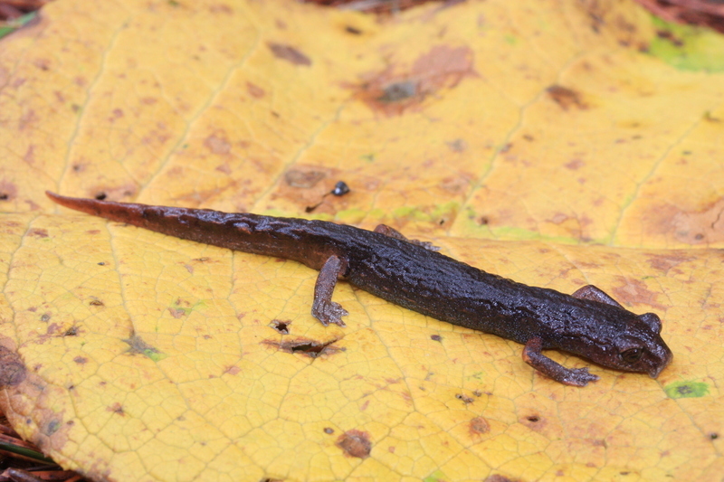 Image of Aquiloeurycea quetzalanensis (Parra-Olea, Canseco-Márquez & García-París 2004)