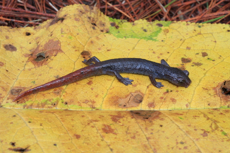 Image of Aquiloeurycea quetzalanensis (Parra-Olea, Canseco-Márquez & García-París 2004)