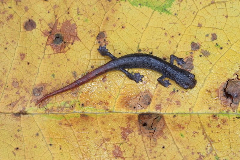 Image of Aquiloeurycea quetzalanensis (Parra-Olea, Canseco-Márquez & García-París 2004)