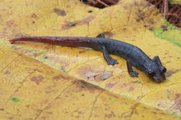 Image of Aquiloeurycea quetzalanensis (Parra-Olea, Canseco-Márquez & García-París 2004)