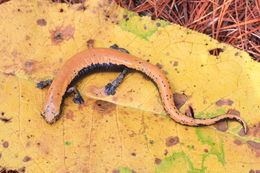 Image of Broadfoot Mushroomtongue Salamander