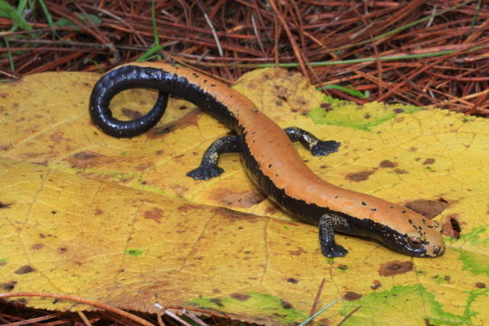 Image of Broadfoot Mushroomtongue Salamander