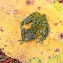 Image of Porthole Treefrog