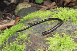 Image of Veracruz Worm Salamander