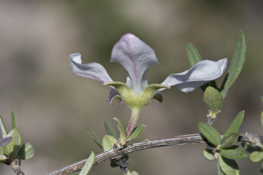 Image of cliff fendlerbush