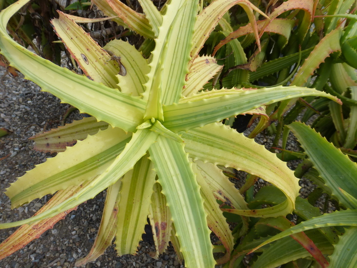 Image of candelabra aloe