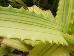 Image of candelabra aloe