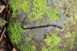 Image of Veracruz Worm Salamander
