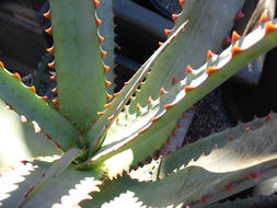 Aloe divaricata A. Berger resmi