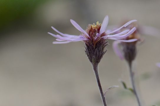 Image of arctic aster