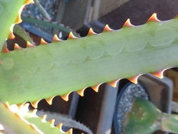 Aloe divaricata A. Berger resmi