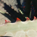 Слика од Aloe divaricata A. Berger