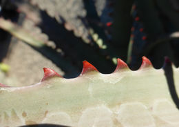 Aloe divaricata A. Berger resmi