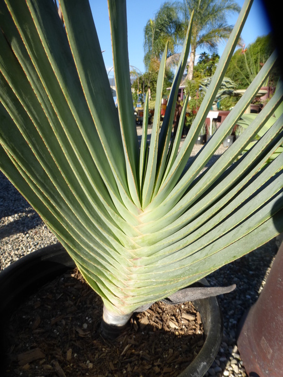 Image of Kumara plicatilis (L.) G. D. Rowley