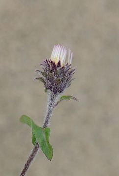 Image de Eurybia sibirica (L.) G. L. Nesom