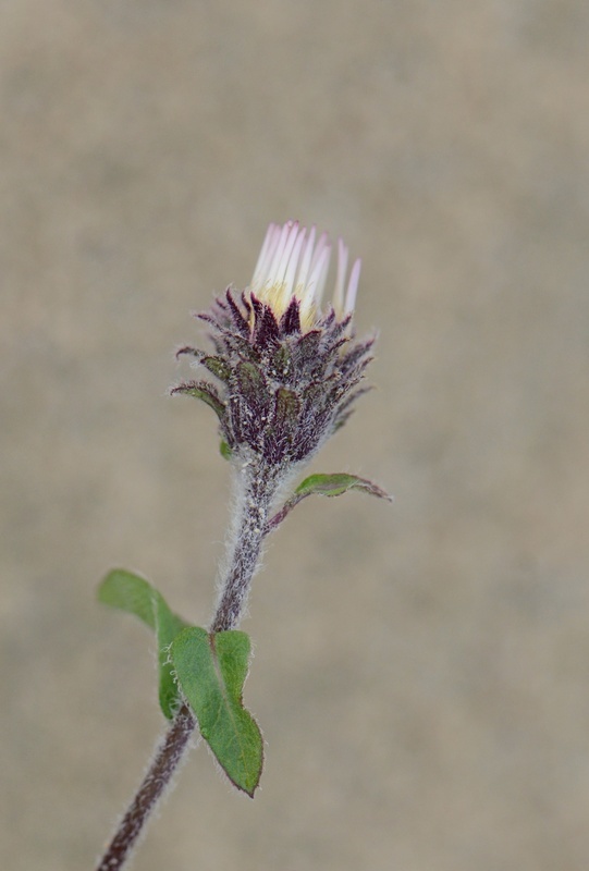 Image of arctic aster