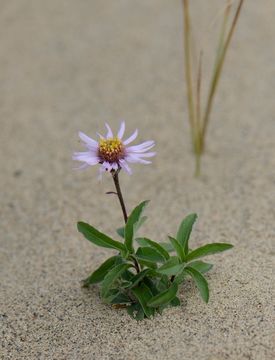 Image of arctic aster