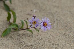 Image of arctic aster