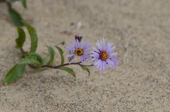 Image de Eurybia sibirica (L.) G. L. Nesom