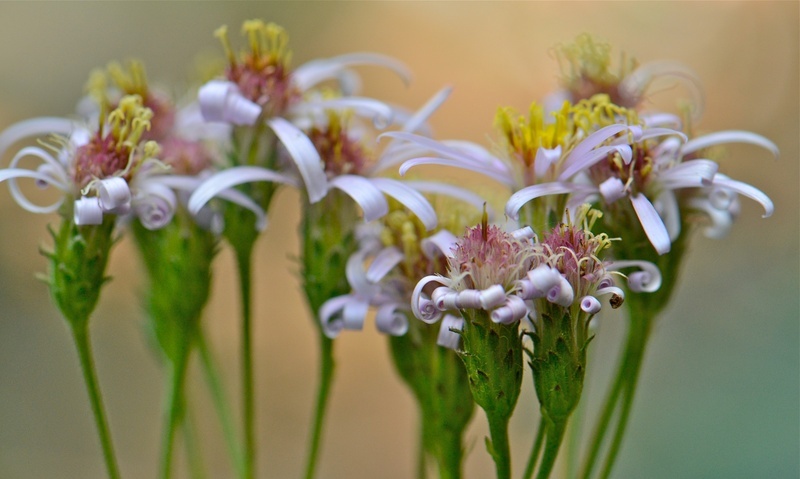 Plancia ëd Eurybia radulina (A. Gray) G. L. Nesom