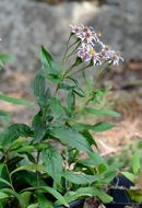 Plancia ëd Eurybia radulina (A. Gray) G. L. Nesom