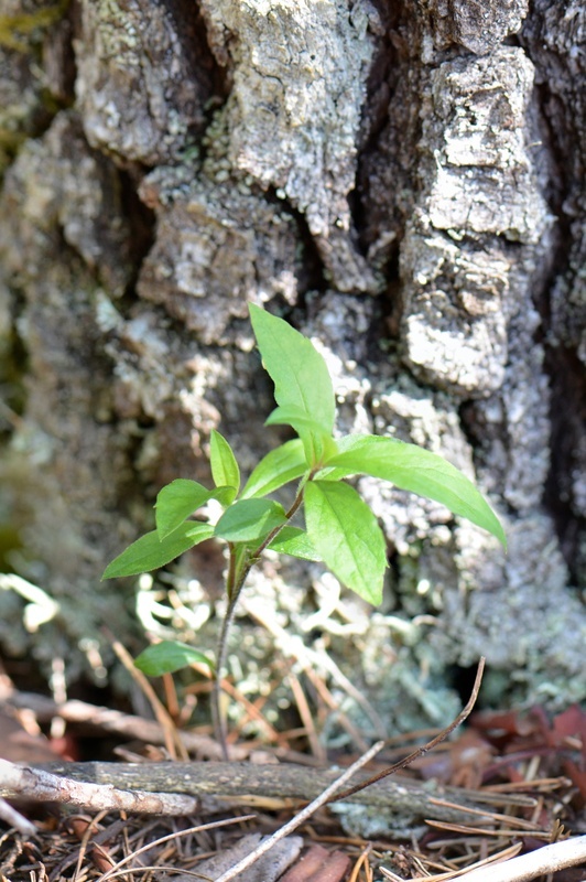 Plancia ëd Eurybia radulina (A. Gray) G. L. Nesom