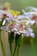 Plancia ëd Eurybia radulina (A. Gray) G. L. Nesom