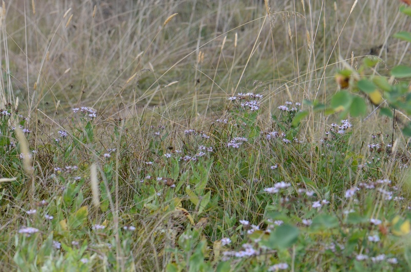 Plancia ëd Eurybia radulina (A. Gray) G. L. Nesom