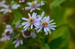 Plancia ëd Eurybia radulina (A. Gray) G. L. Nesom